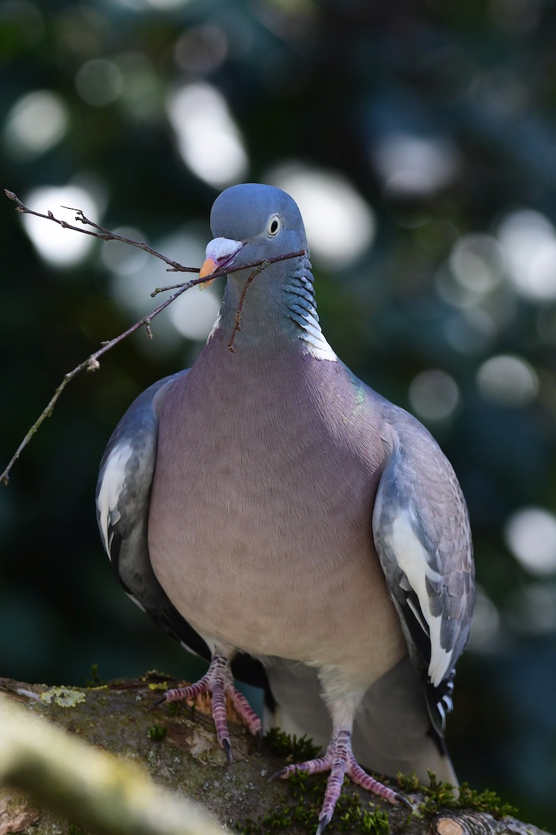 Ойн тагтаа - ML633183386