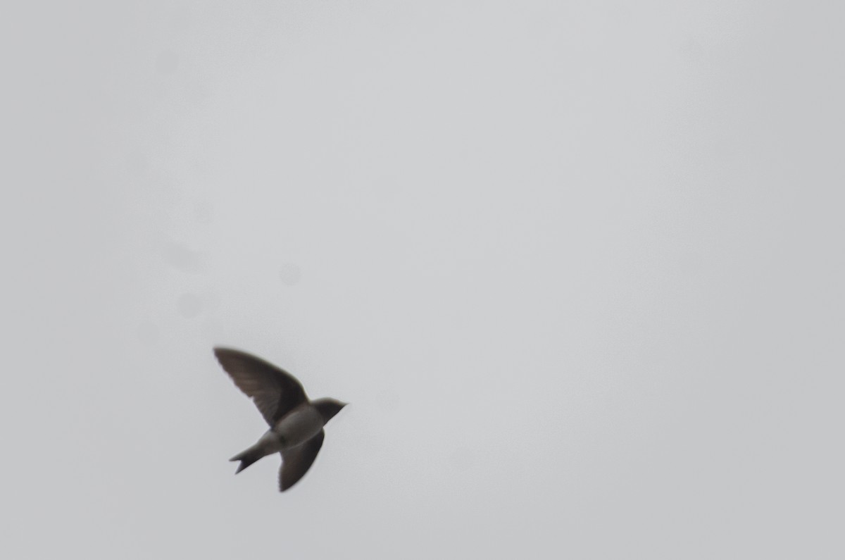 Gray-breasted Martin - ML633183387