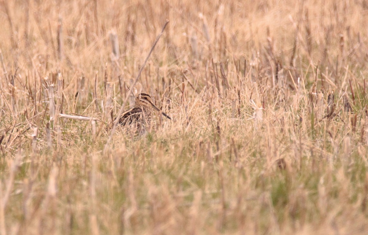 Wilson's Snipe - ML633183430