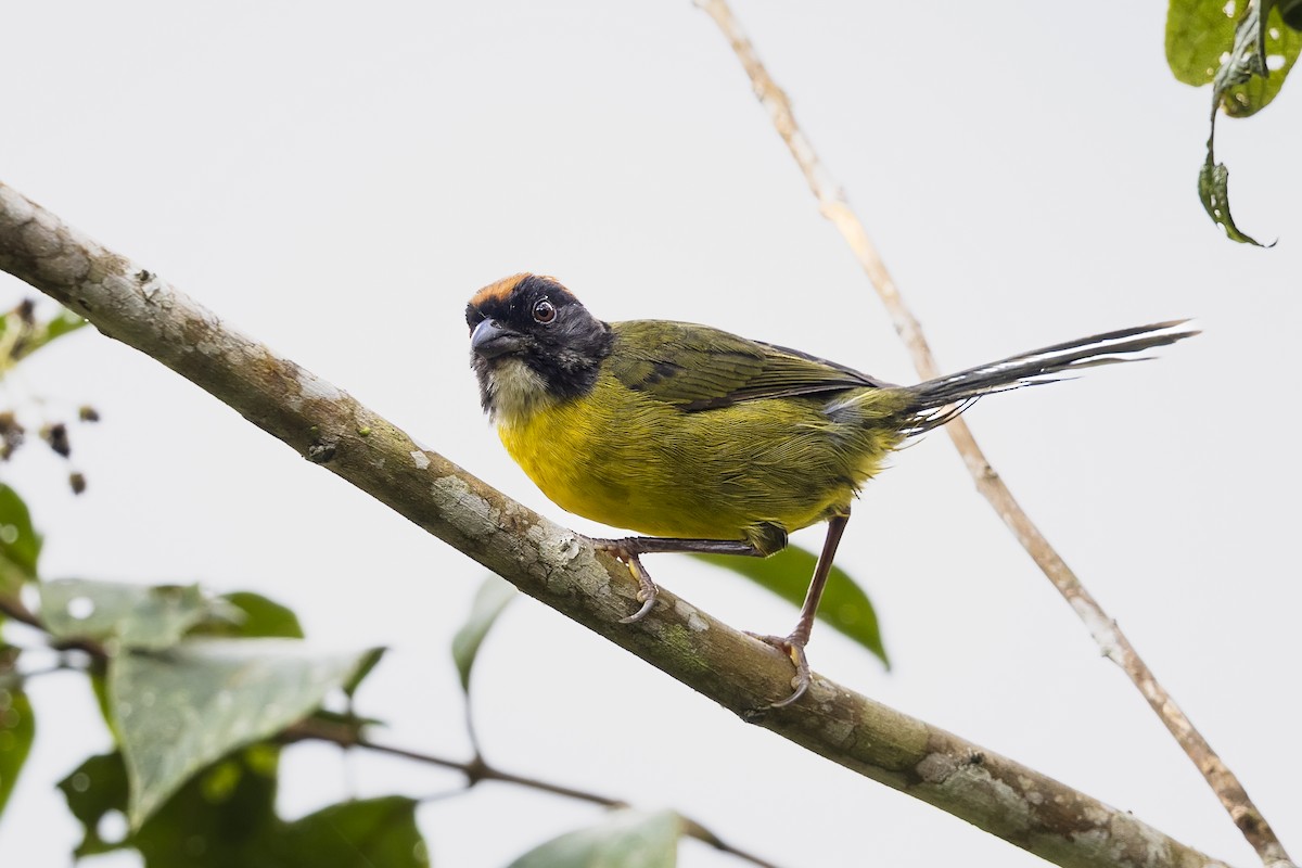 Moustached Brushfinch (Moustached) - ML633183655