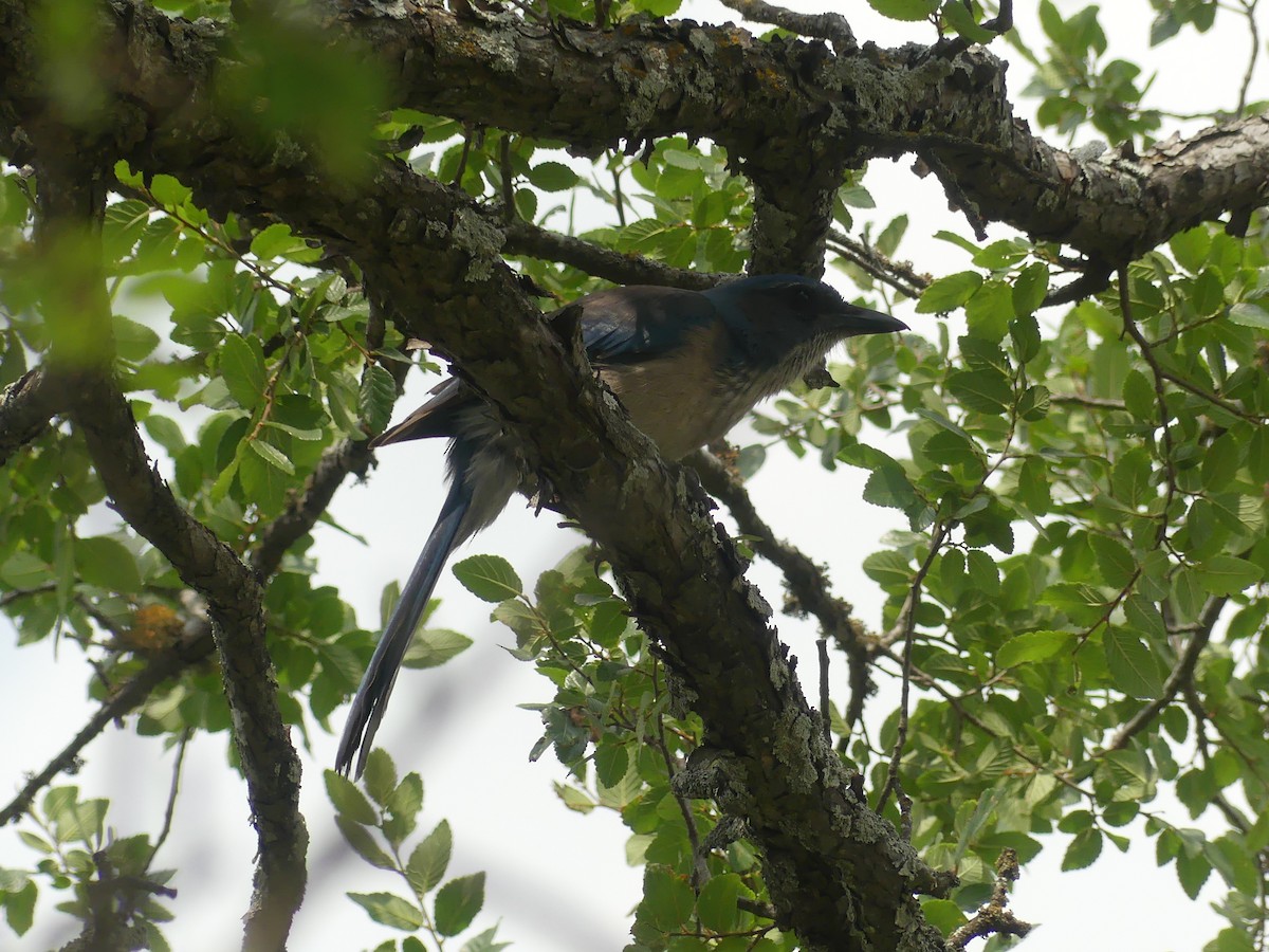Woodhouse's Scrub-Jay - ML633183875