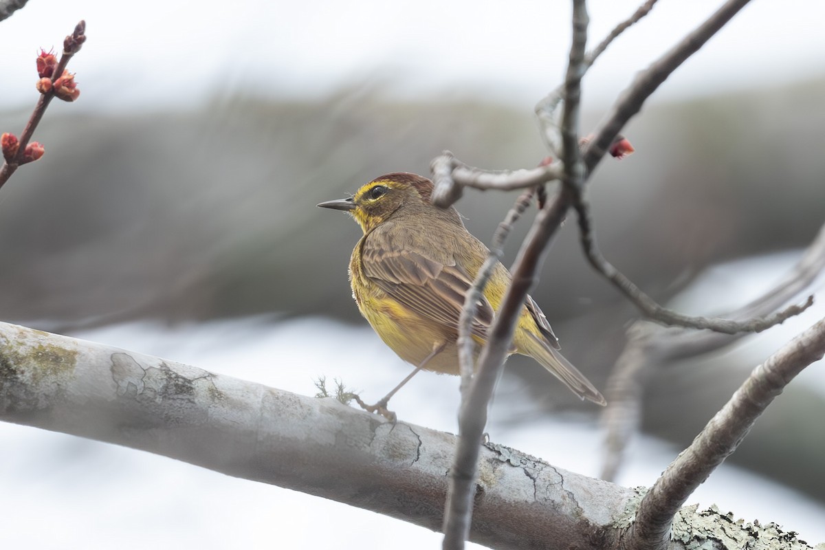 Palm Warbler - ML633183948