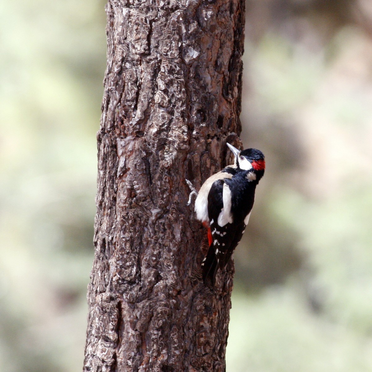 Great Spotted Woodpecker (Canarian) - ML633184105