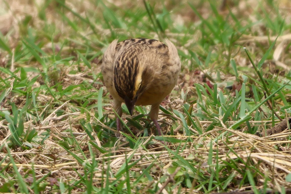 Hegoaldeko euplekte laranja - ML633184197