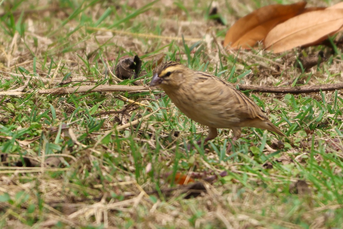 Hegoaldeko euplekte laranja - ML633184198