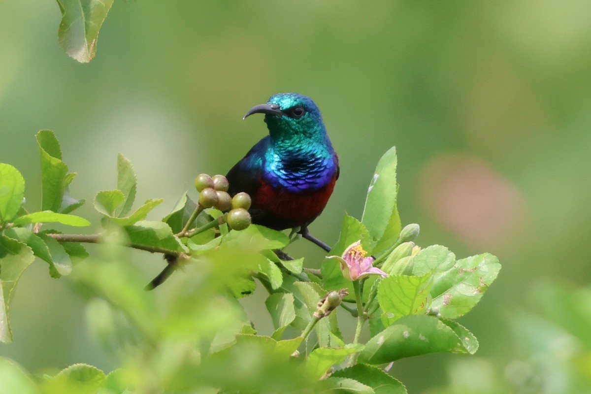 Red-chested Sunbird - ML633184203