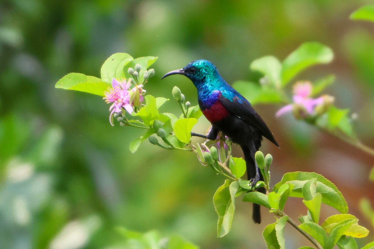 Red-chested Sunbird - ML633184204