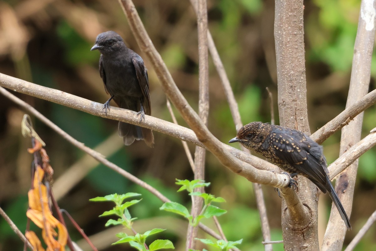 Northern Black-Flycatcher - ML633184209