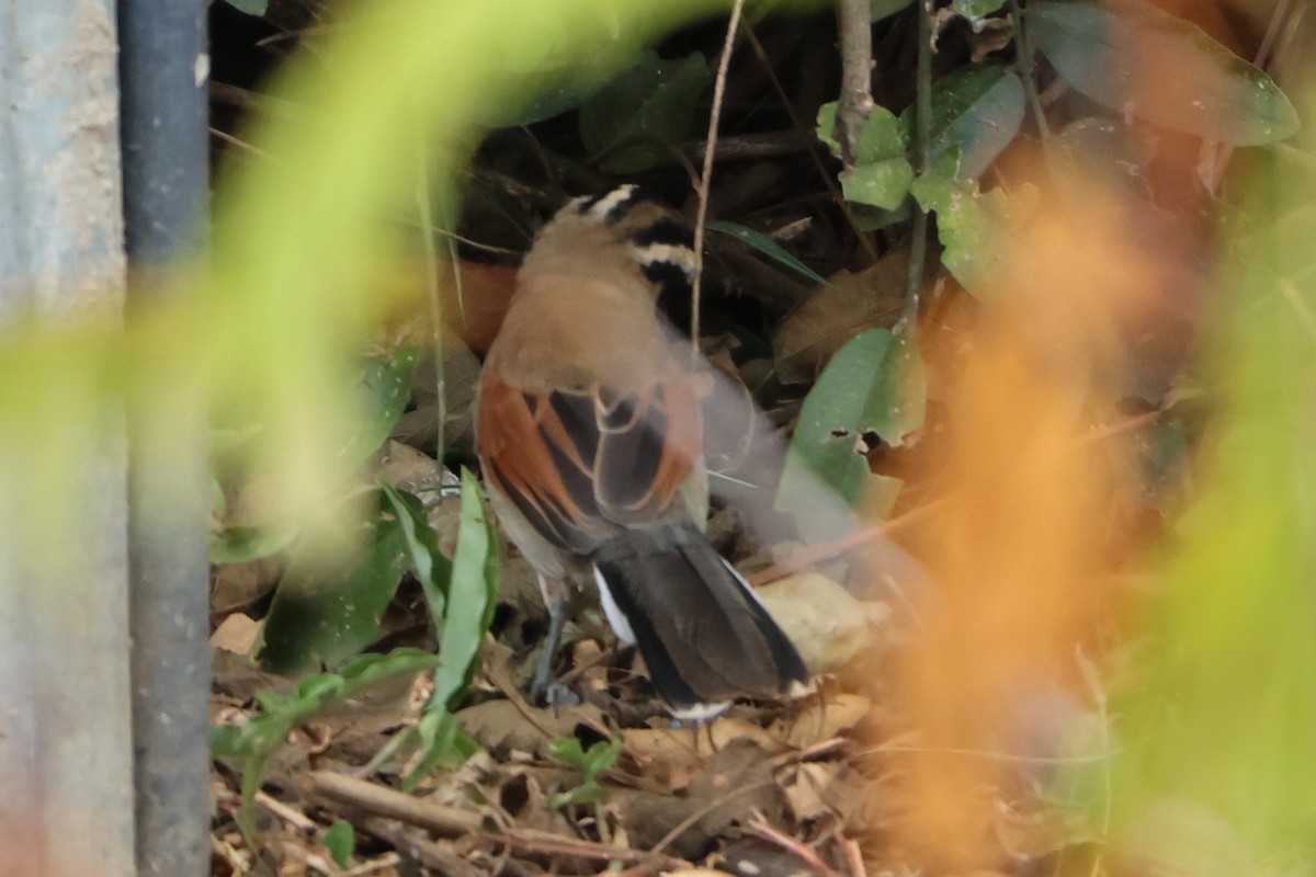 Txagra kaskanabarra - ML633184223