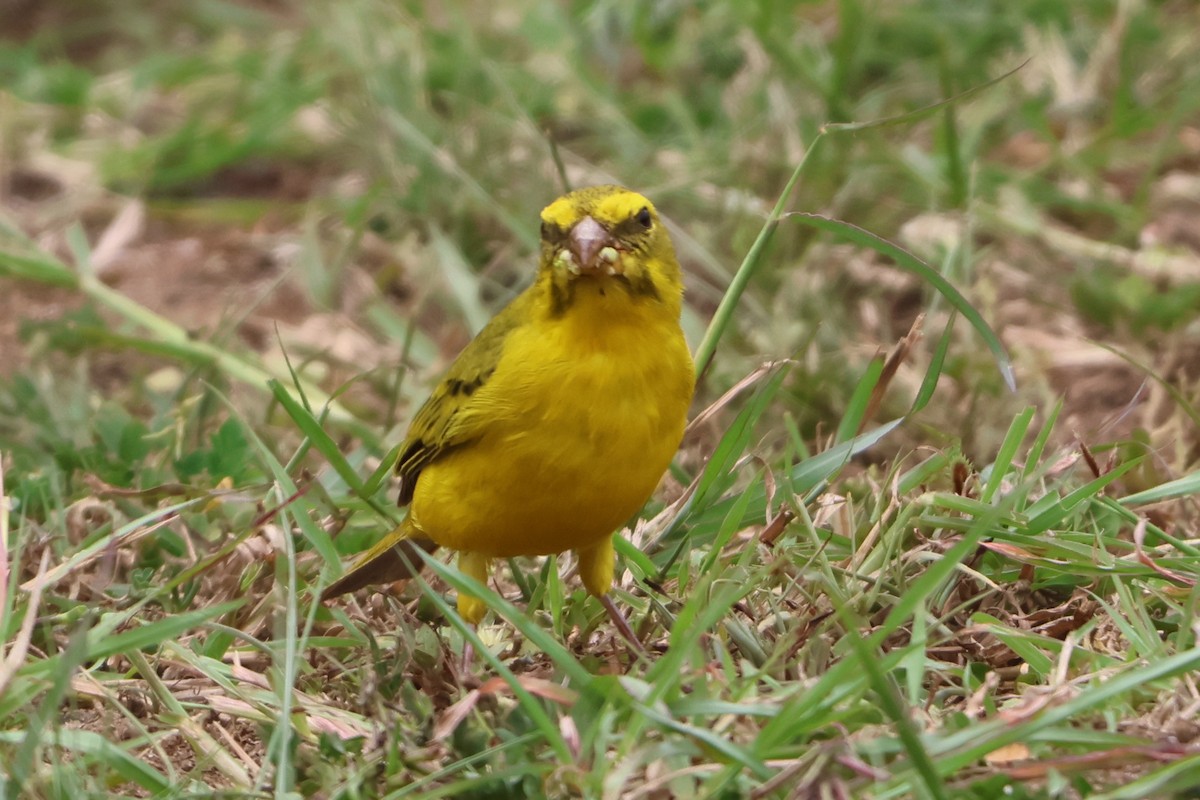 Brimstone Canary - ML633184233