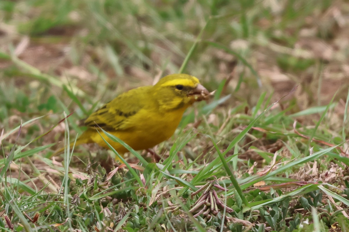 Brimstone Canary - ML633184234