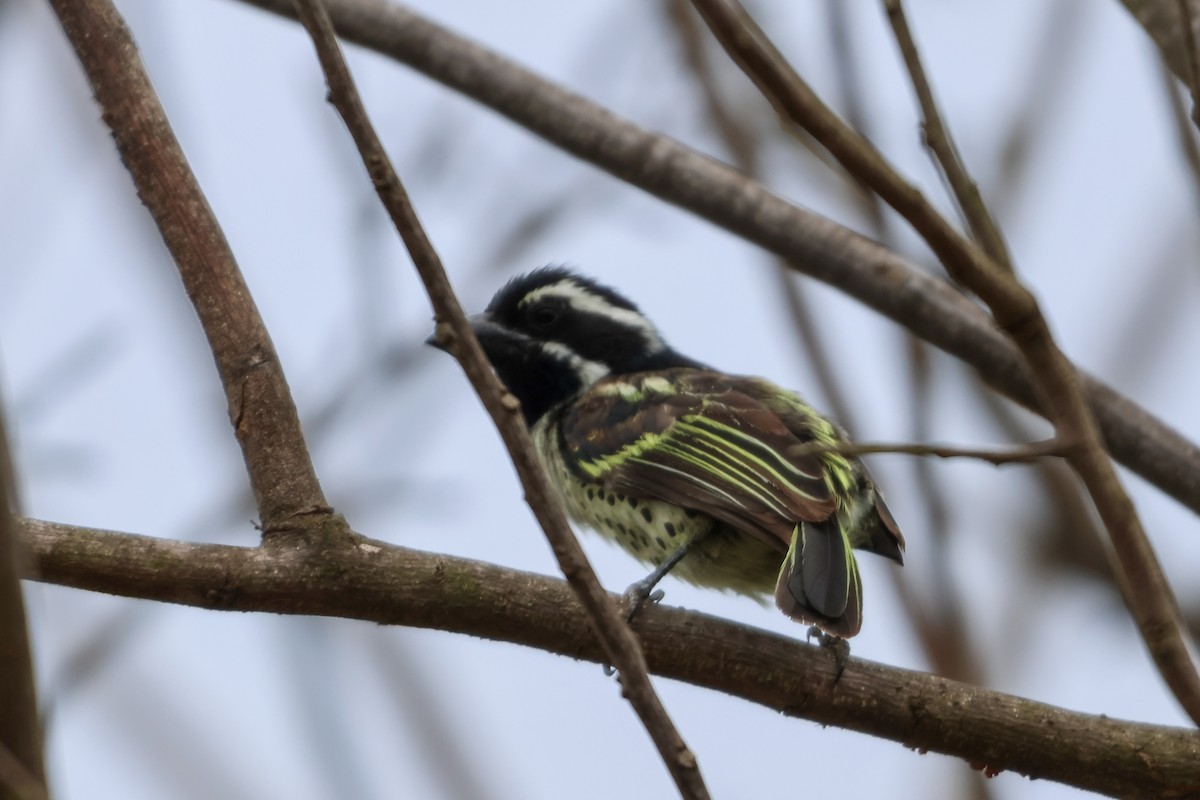 Spot-flanked Barbet - ML633184241