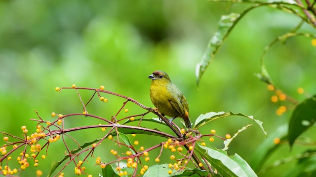 Olive-backed Euphonia - ML633184291