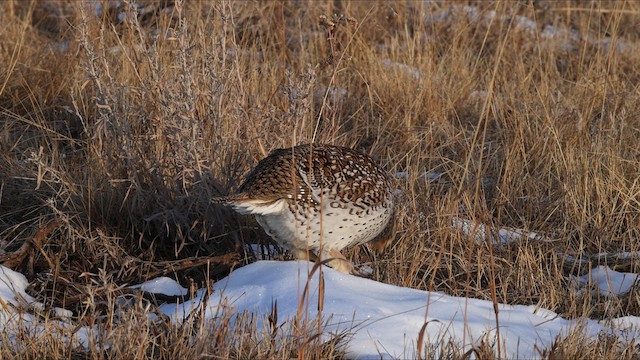 Sharp-tailed Grouse - ML633184354
