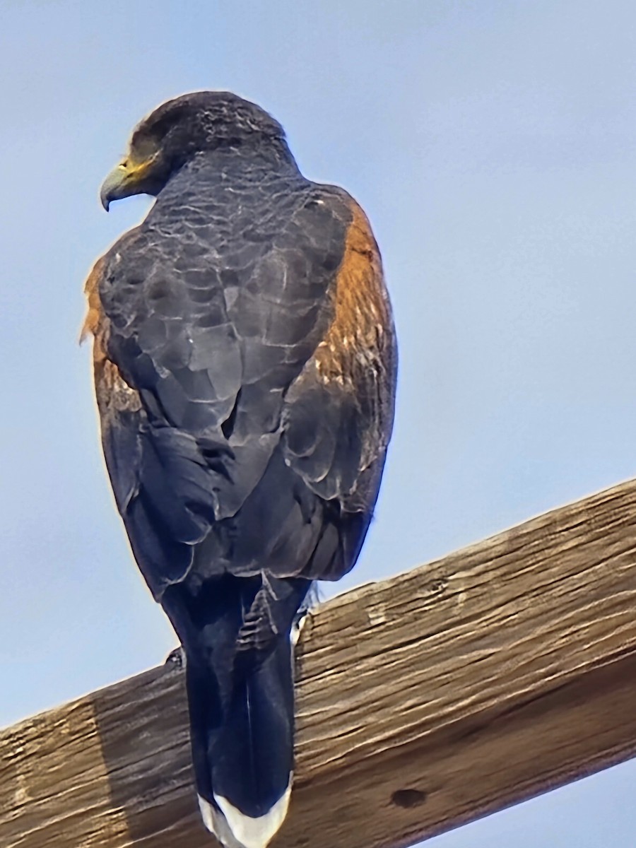 Harris's Hawk - ML633184477