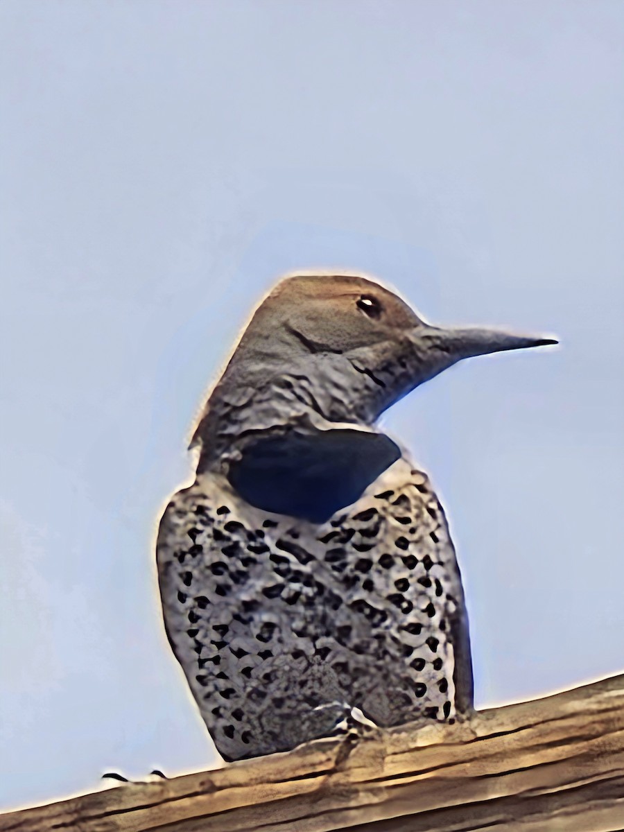 Northern Flicker - ML633184538