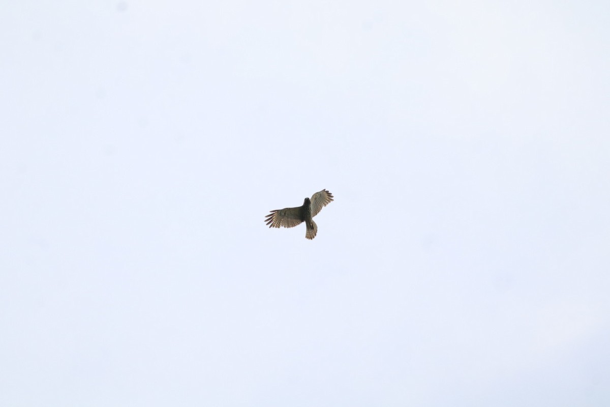 Red-shouldered Hawk - ML633184596