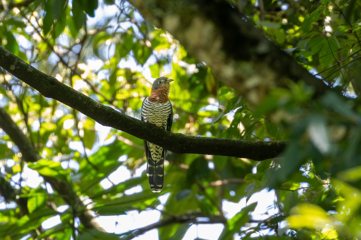 kukačka subsaharská - ML633184626