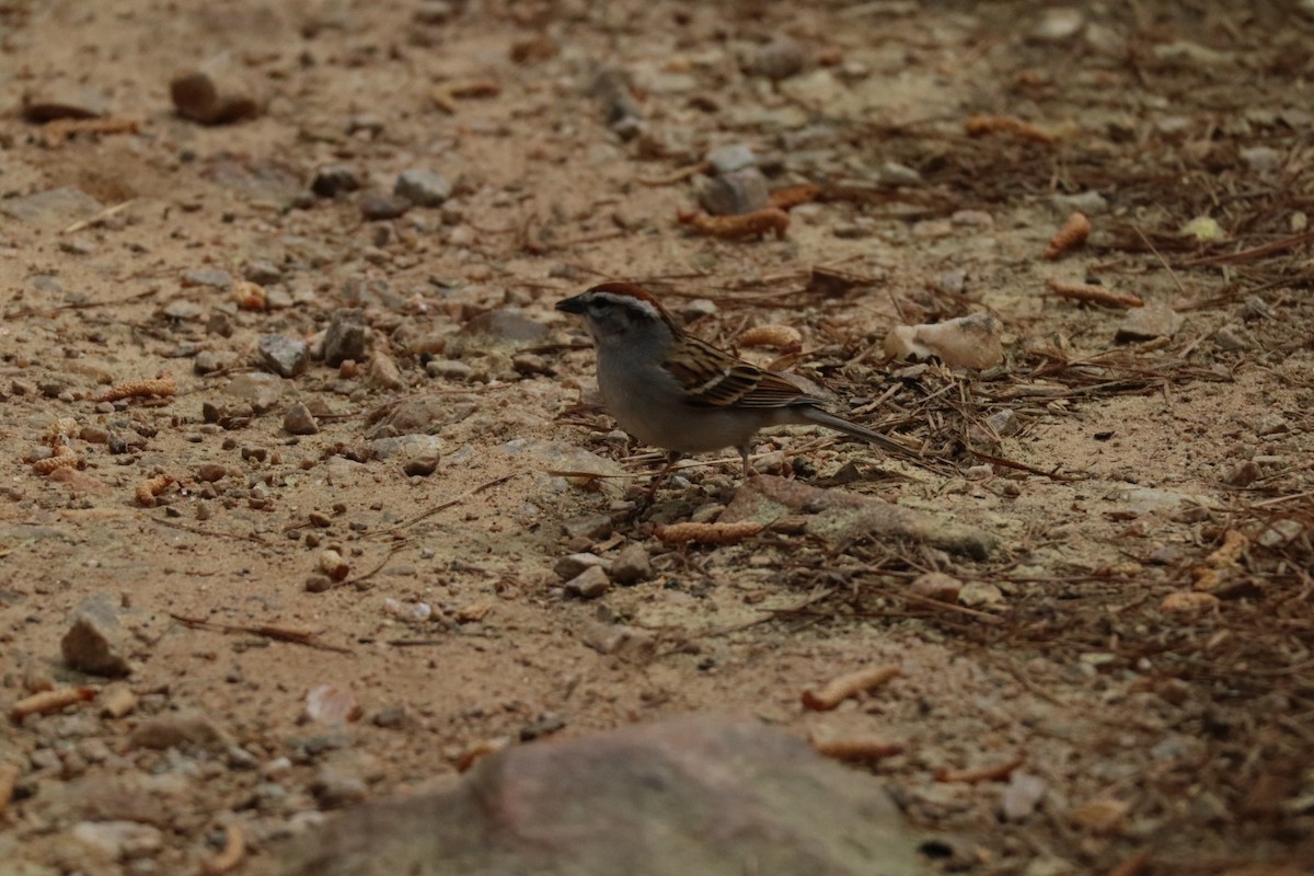 Chipping Sparrow - ML633184630