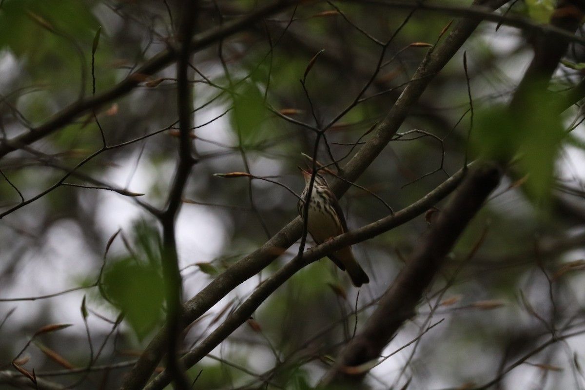 Louisiana Waterthrush - ML633184639