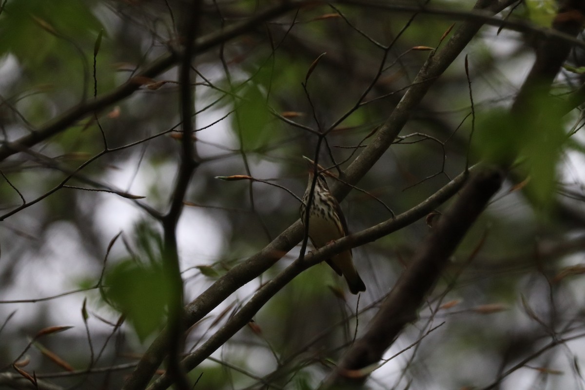Louisiana Waterthrush - ML633184640
