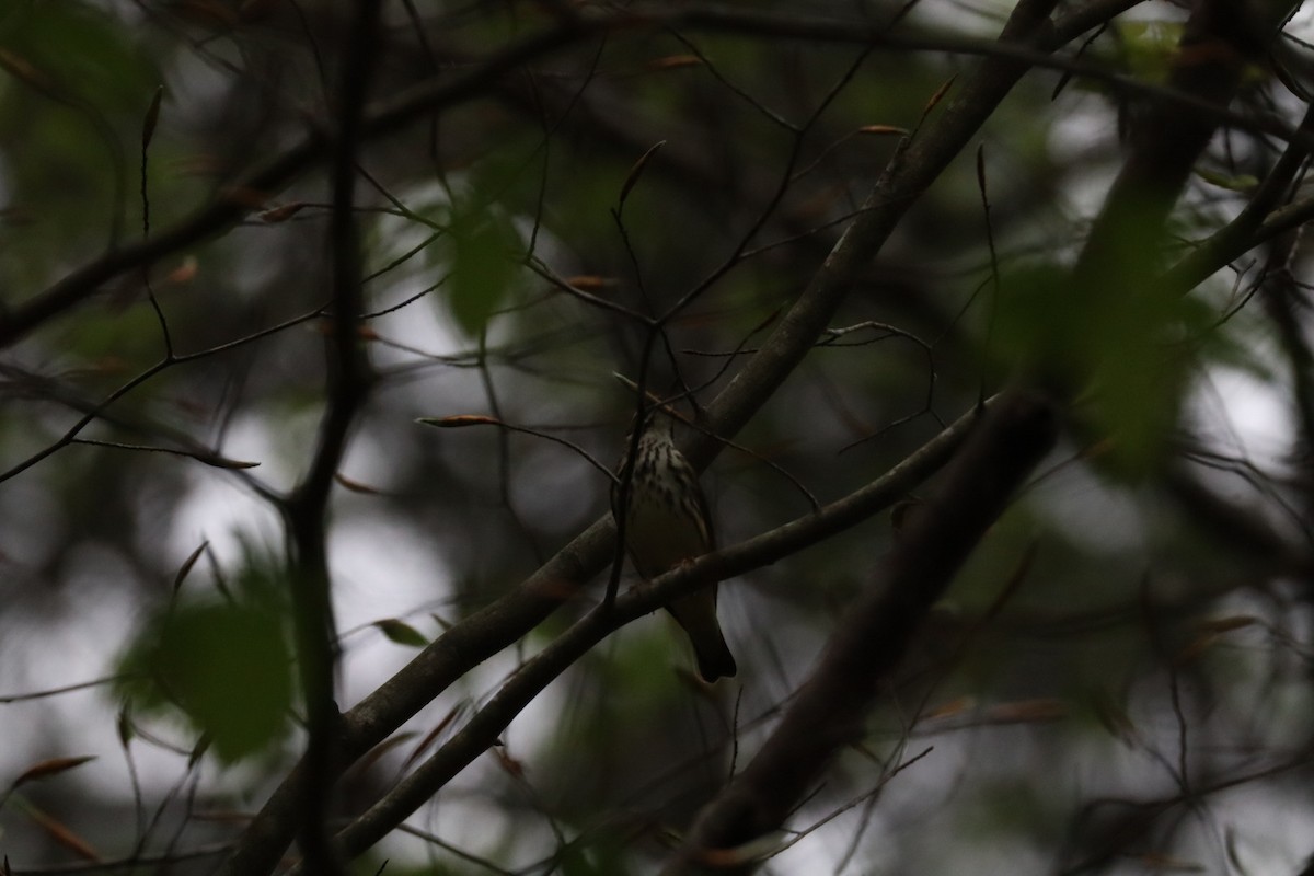 Louisiana Waterthrush - ML633184641