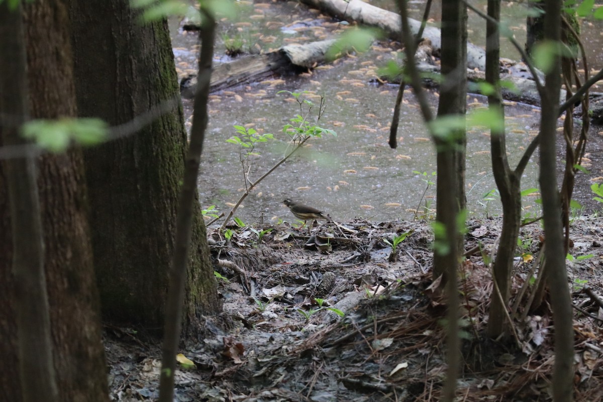 Louisiana Waterthrush - ML633184642