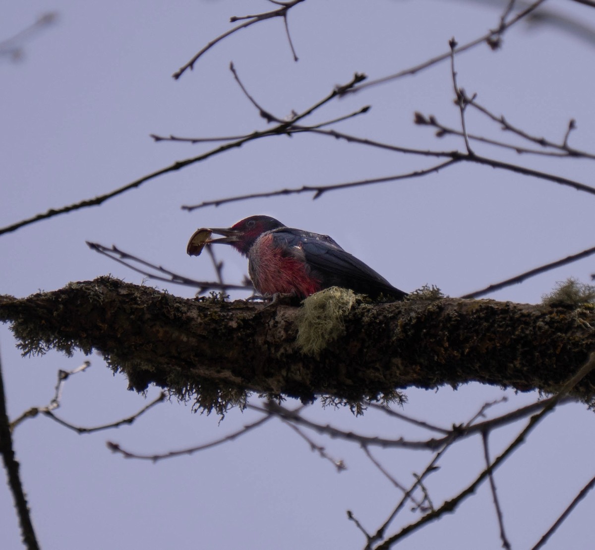 Lewis's Woodpecker - ML633184651