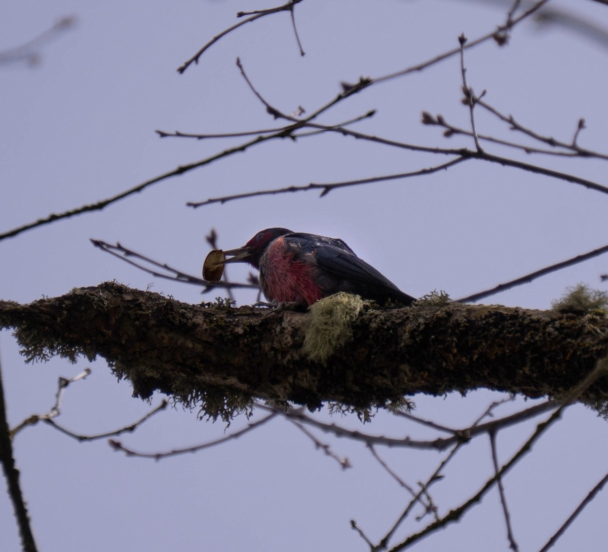 Lewis's Woodpecker - ML633184652