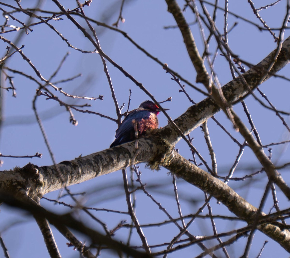 Lewis's Woodpecker - ML633184653