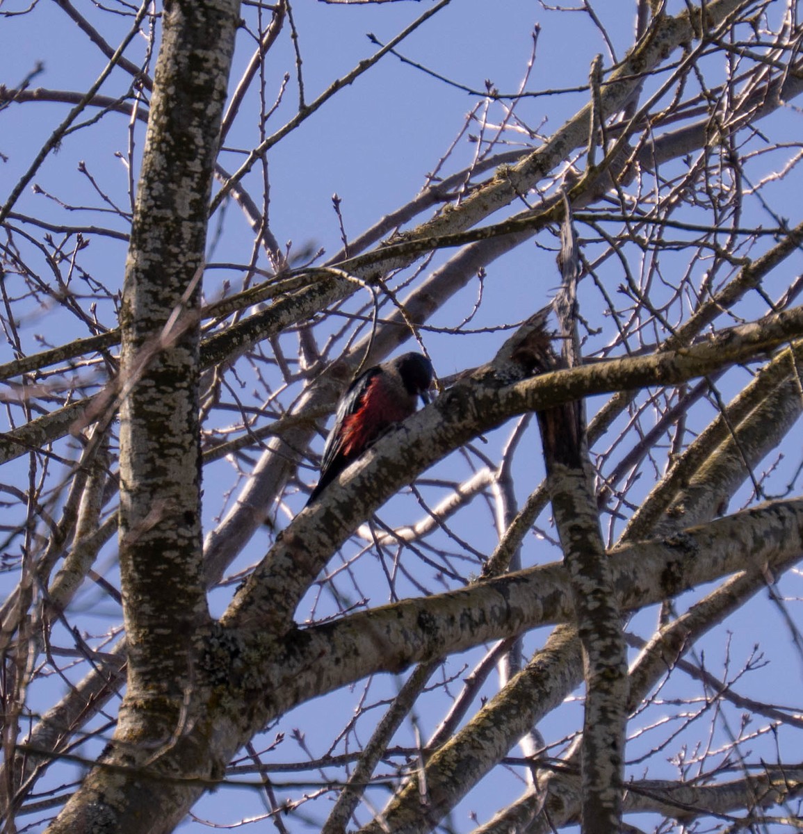 Lewis's Woodpecker - ML633184654