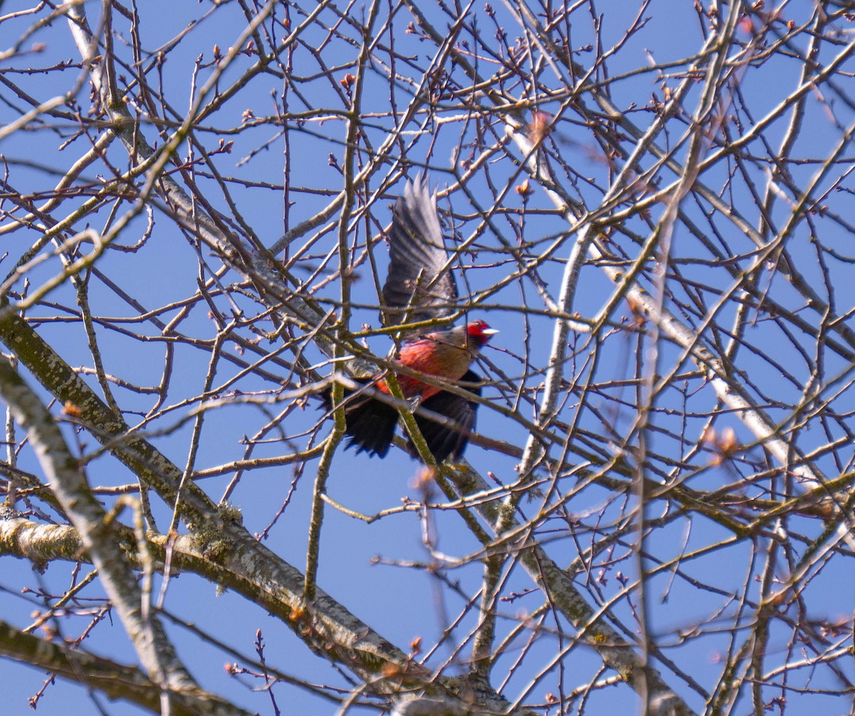 Lewis's Woodpecker - ML633184655