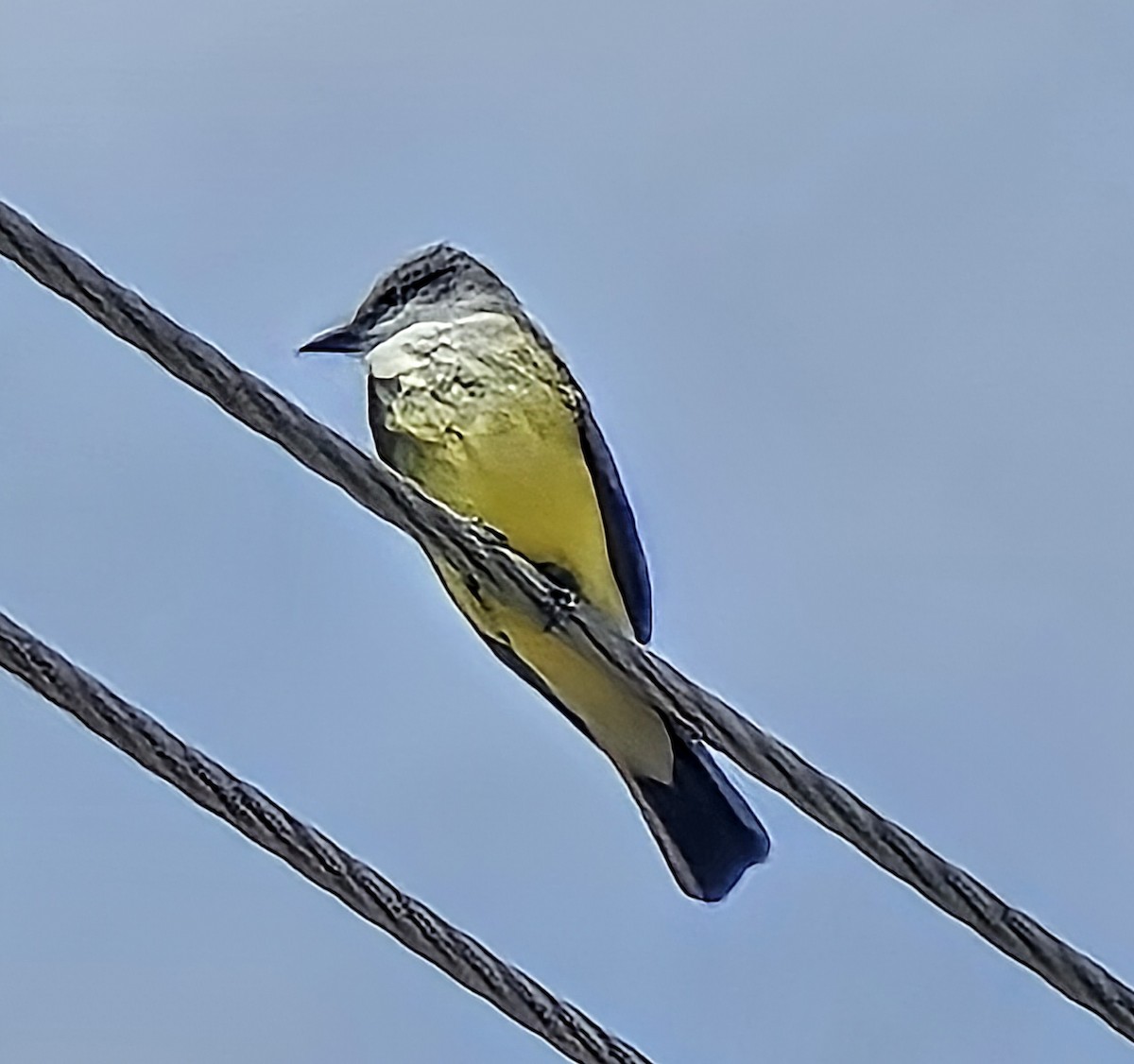 Western Kingbird - ML633184665