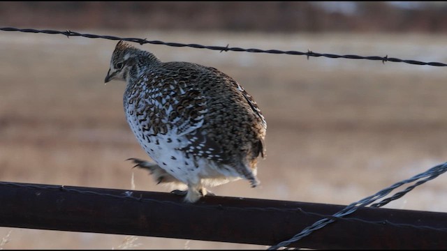 Sharp-tailed Grouse - ML633184788