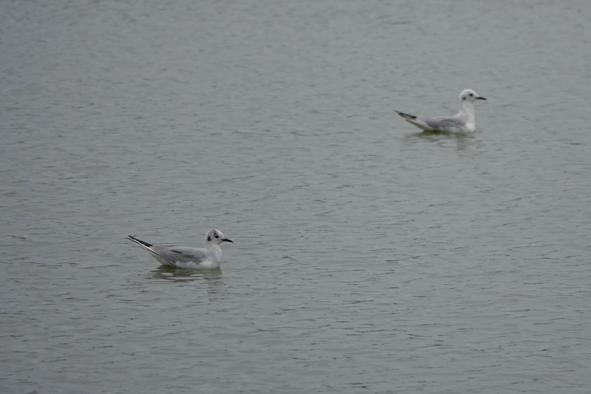 Bonaparte's Gull - Russell Hillsley