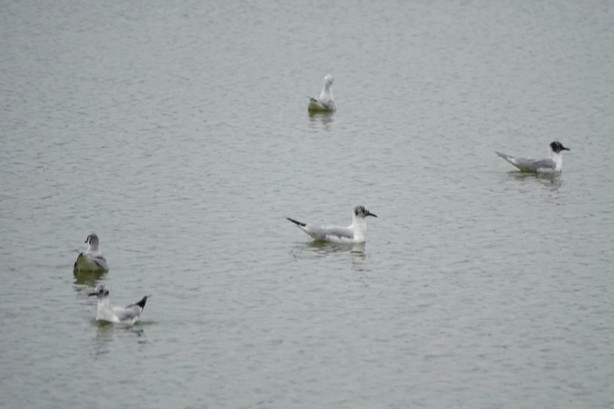 Bonaparte's Gull - Russell Hillsley