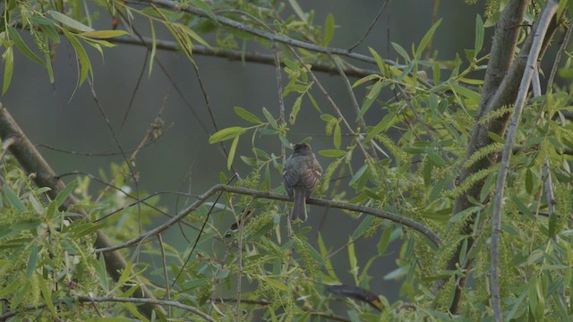 Dusky Flycatcher - ML633184996