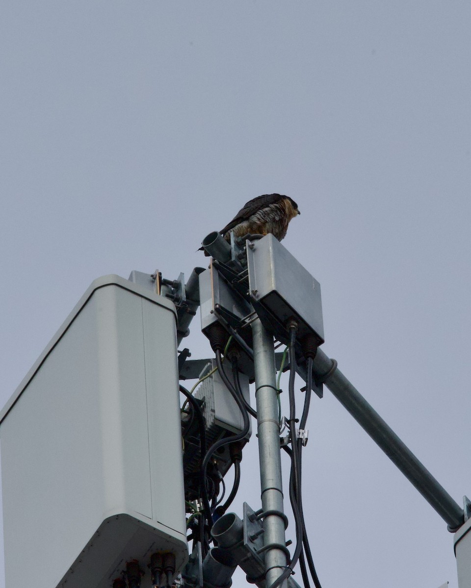 Peregrine Falcon - ML633185003