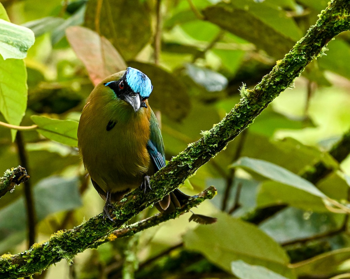 Andean Motmot - Guillermo Padierna