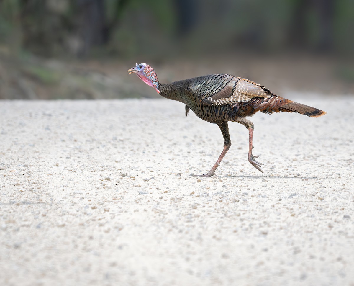 Wild Turkey - ML633185055