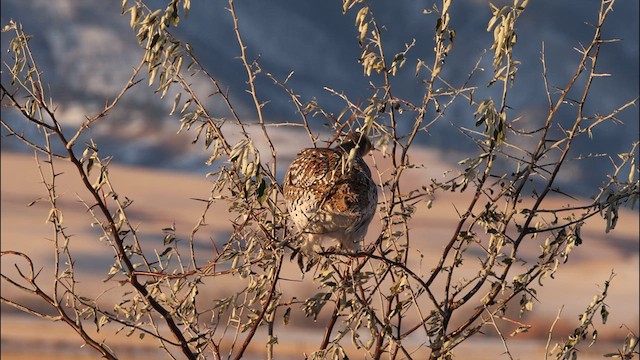 Sharp-tailed Grouse - ML633185131