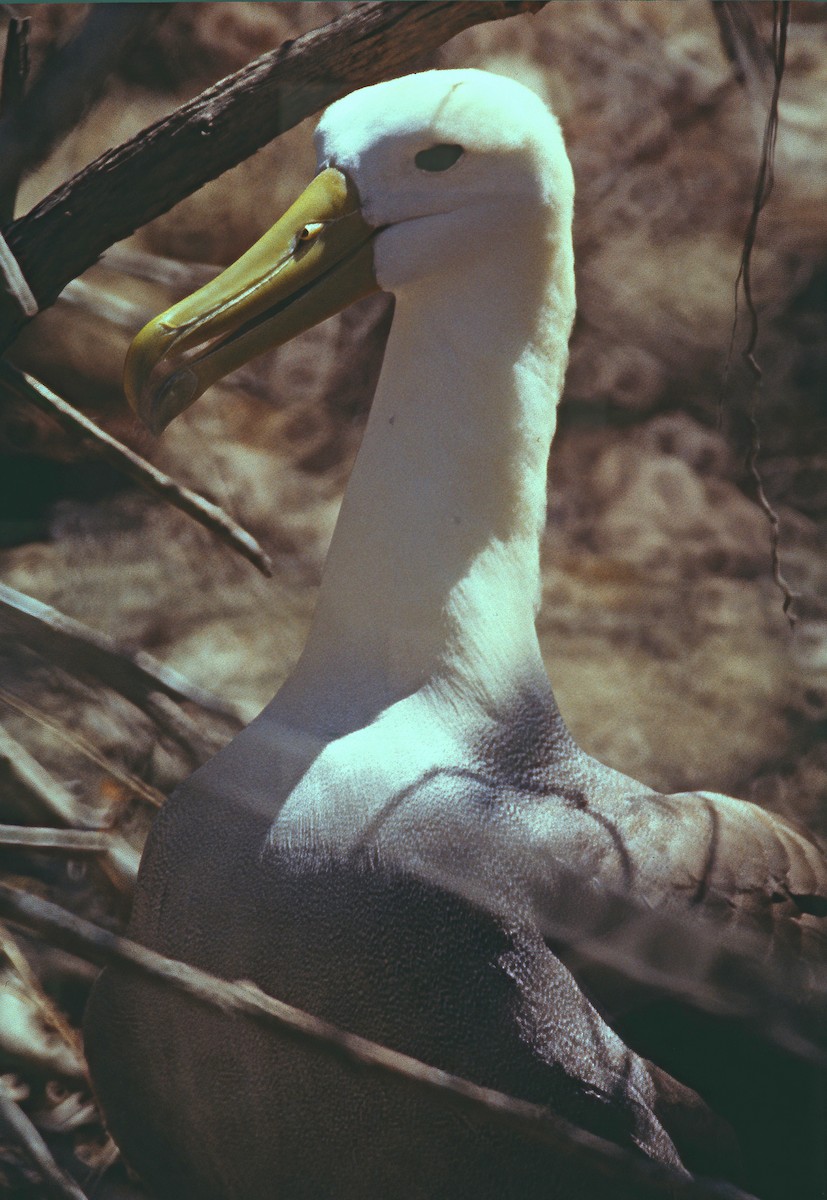 Waved Albatross - ML633185213