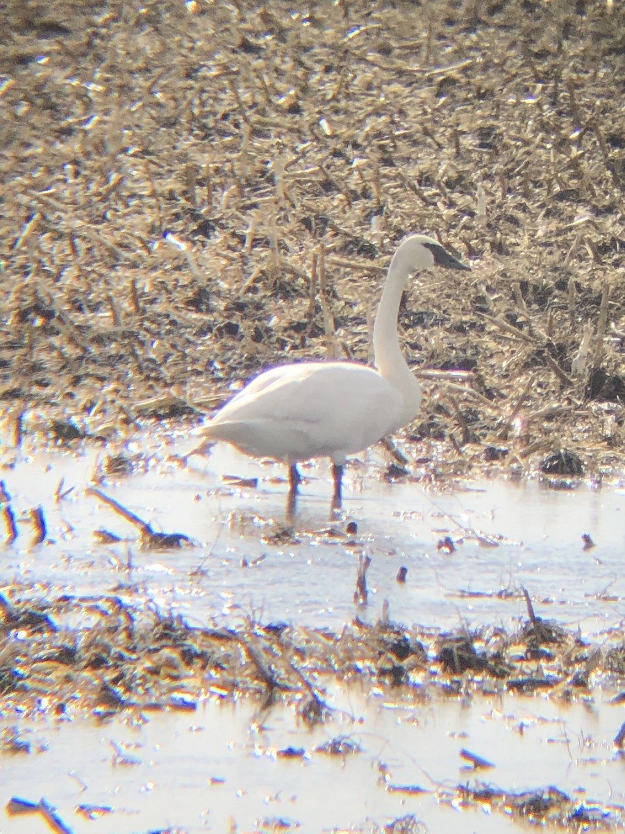 Cygne trompette - ML633185217