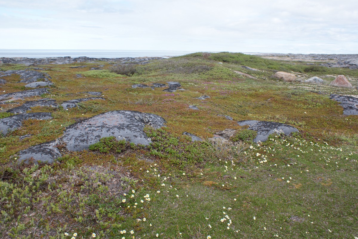 null - ML633185459