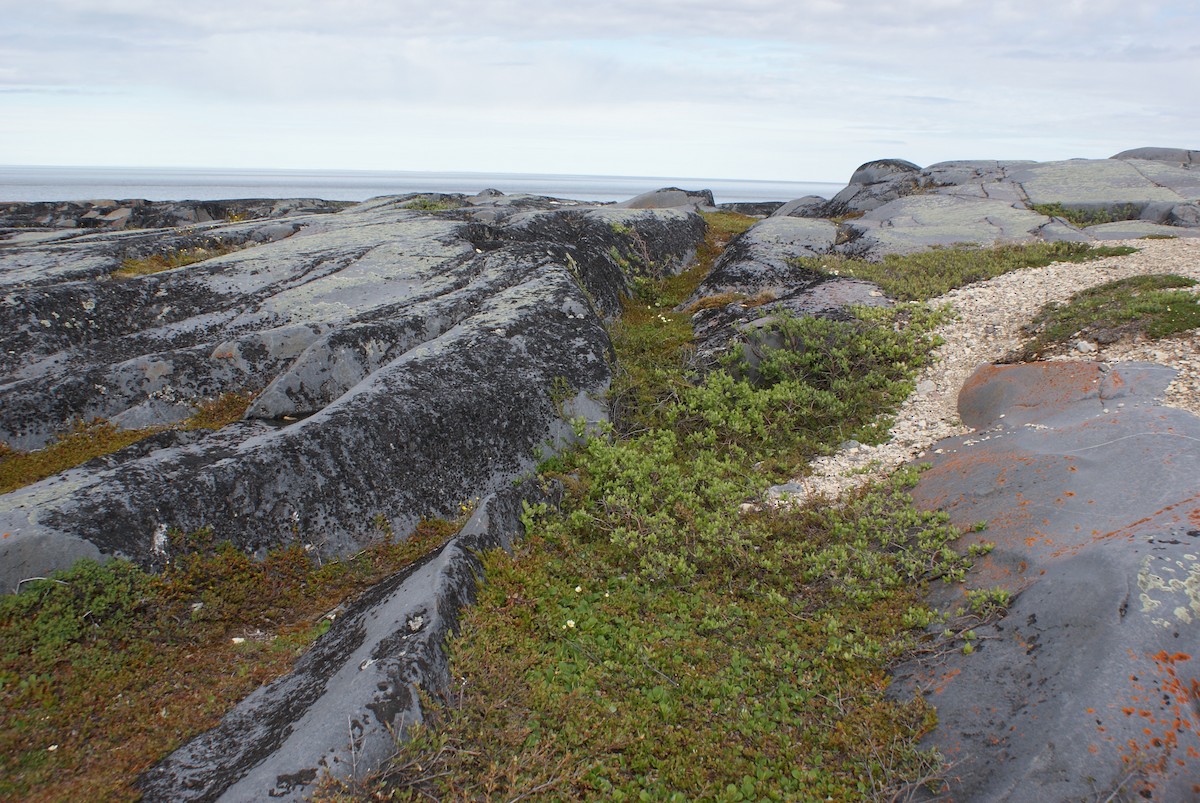 null - ML633185521