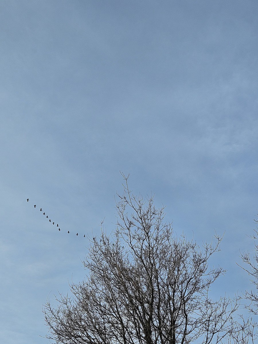 Sandhill Crane - ML633185530