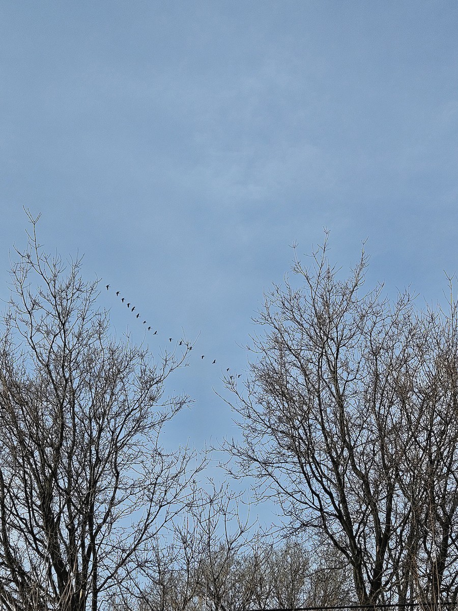 Sandhill Crane - ML633185531