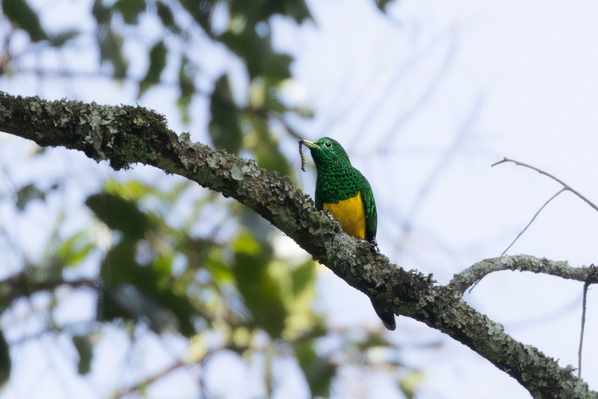 kukačka žlutobřichá - ML633185705