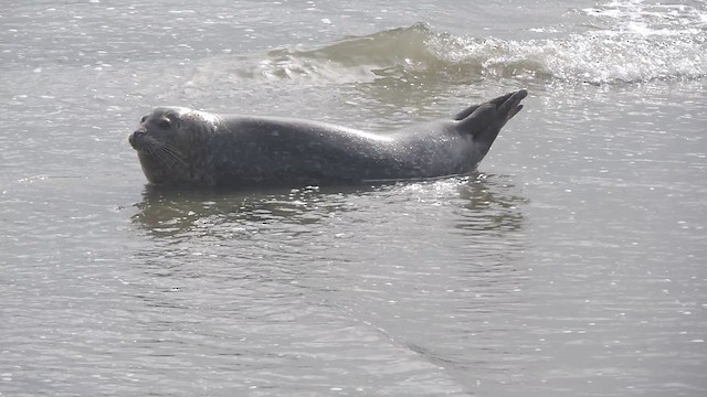 Pacific Harbor Seal - ML633185750