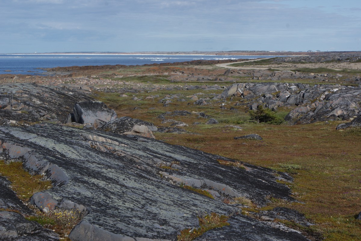 null - ML633185941